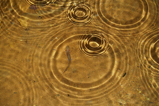 Blind Cave Salamander in Pool